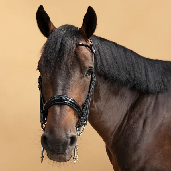 Bride de dressage équitation Cheval et Poney - 900 noire