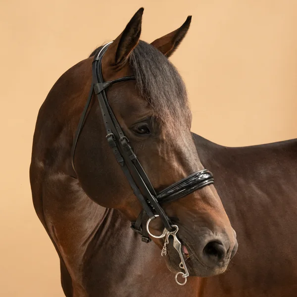 Bride de dressage équitation Cheval et Poney - 900 noire