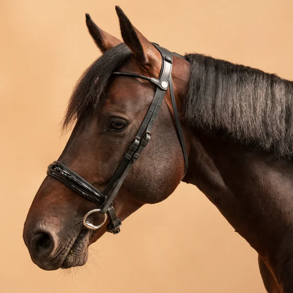 Bride de dressage équitation Cheval et Poney - 900 noire