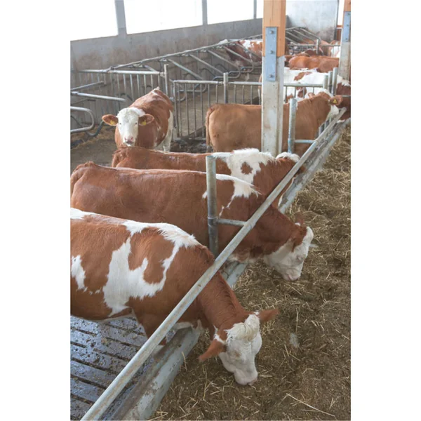 Caméra équitation Kerbl - Smartcam