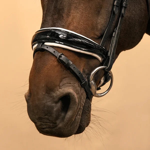 Filet de dressage équitation Cheval et Poney - 900 noir et blanc
