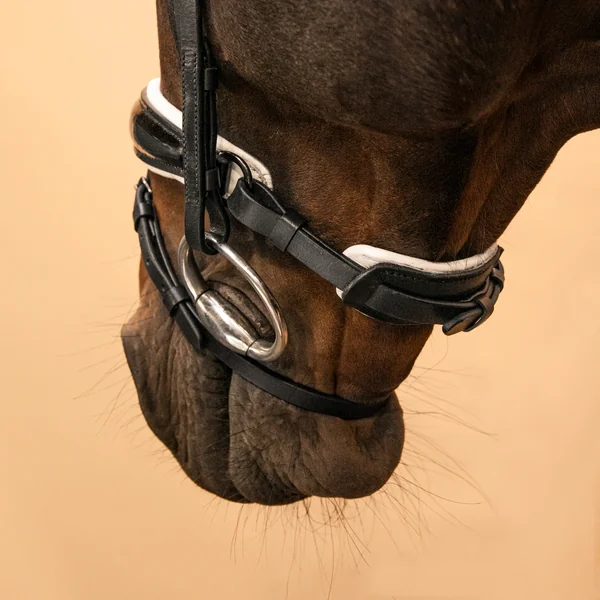Filet de dressage équitation Cheval et Poney - 900 noir et blanc