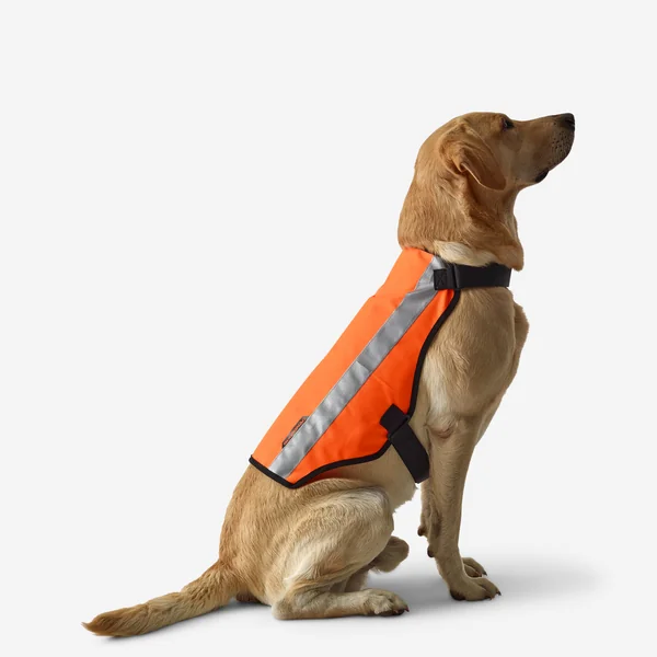 GILET CHIEN CHASSE ORANGE 100